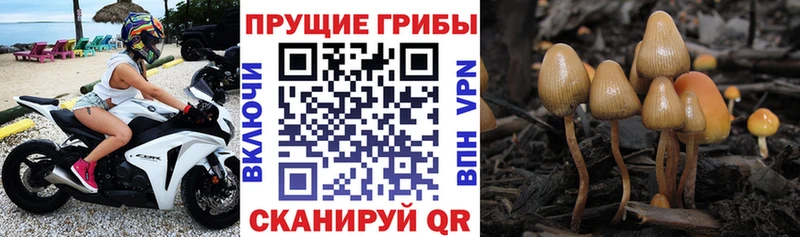 Псилоцибиновые грибы Cubensis  Комсомольск-на-Амуре 